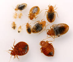 Brookline Apartment Condemned After 100,000 Bed Bugs Discovered