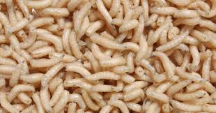 Experts Highlight Maggot Therapy in Chronic Wound Treatment